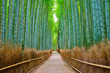 Kyoto Dreams