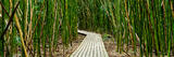 Enter Bamboo
