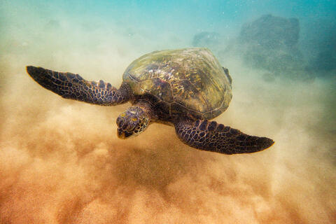 underwater photograph of a green hawaiian sea turtle off the coast of Maui, Hawaii.  Ocean life photography by Hawaii photographer Andrew Shoemaker