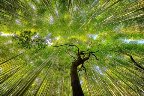 Upward view of vibrant green bamboo forest in Arashiyama, Kyoto, Japan with dramatic perspective and twisted tree trunk – fine art nature photography 