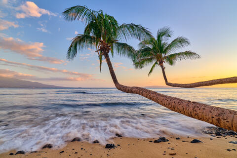 two outreaching bent palm trees over an incoming wave near maalea harbor on the island of Maui.  Beach photography by Andrew Shoemaker