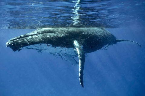 A humpback whale underwater in the beautiful calm waters of Tonga in the south pacific.  Photographed by Andrew Shoemaker