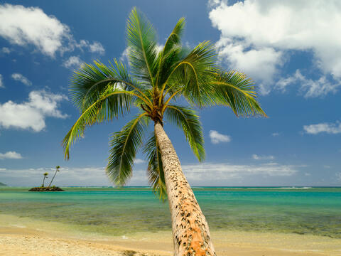 Endless Summer is a photograph of a coconut palm reaching out over the beautiful turquoise waters of Kahala beach on the island of Oahu by Andrew Shoemaker