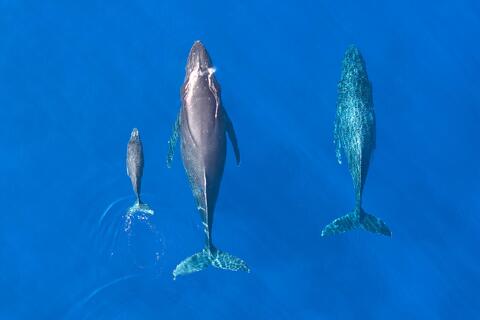 Aerial view of a humpback whale mother, calf, and escort swimming together in deep blue water off Maui, Hawaii during whale season.
