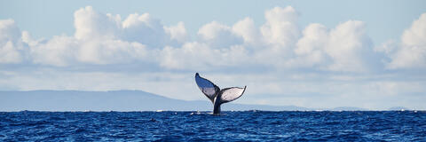 a beautiful humpback whale tail photographed off of Lahaina Maui in a panoramic format by Hawaii nature photographer Andrew Shoemaker