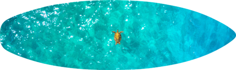 Flying Honu Surfboard