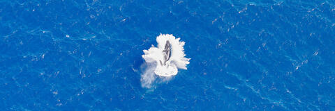 an aerial photograph of a breaching humpback whale off of Maui, Hawaii captured from a helicopter by famous Hawaii photographer Andrew Shoemaker 