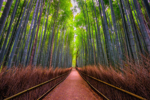 view looking down the Arashiyama bamboo forest in the morning in Kyoto, Japan