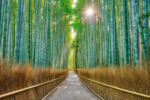 Sunlight filters through the towering bamboo stalks of the Arashiyama Bamboo Grove in Kyoto, Japan, casting a serene glow over a quiet forest path.