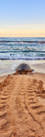 a hawaiian green sea turtle heads out to the ocean at sunrise on the north shore of Maui, Hawaii.  Hawaii Fine Art photography by Andrew Shoemaker
