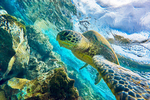 underwater photograph of a turtle (also known as honu in Hawaiian) and the angle appears as if the turtle is taking a selfie