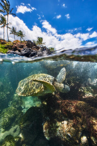 a split shot of an underwater Hawaiian Green Sea Turtle with palm trees above in Makena Maui