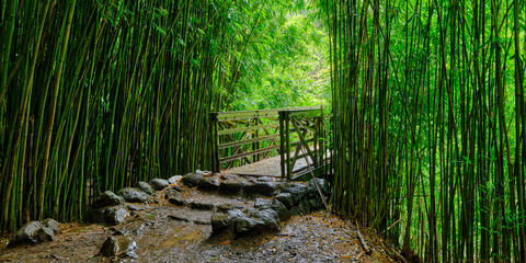 a beautiful photograph if a bridge leading into a bamboo forest on the Pipiwai trail near Hana, Hawaii.  Hawaii photography by Andrew Shoemaker