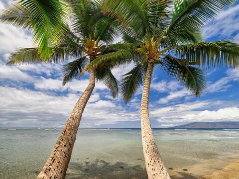 Two leaning palm trees on the shoreline in Lahaina, Maui, Hawaii with ocean and island views under a bright blue sky.