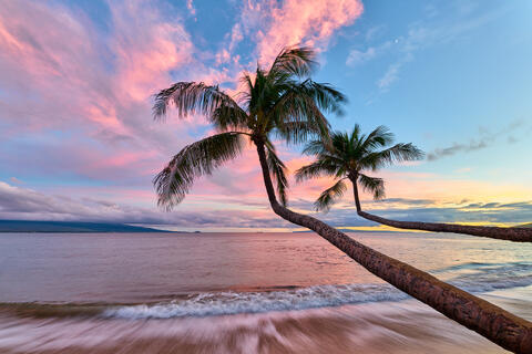 Ma'alaea Duo is a fine art photograph of two palms reaching out over the ocean at sunset at the beach on the island of Maui in Hawaii.