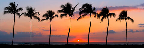a beautiful row of seven palm trees along the coast in Kihei on the island of Maui Hawaii at sunset.  Panoramic photography by Andrew Shoemaker