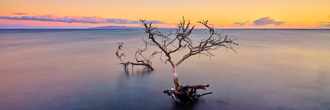 panoramic view a kiawe tree half submerged in the pacific near Olowalu on the island of Maui, Hawaii.  Fine art photograph by Andrew Shoemaker