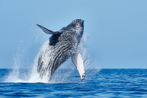 A humpback whale breaching out of the pacific ocean on the island of Maui