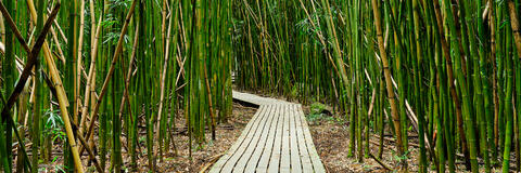 panoramic photograph of a descending path through a lush bamboo forest on the Pipiwai Trail in Hana Hawaii.  Photographed by Andrew Shoemaker
