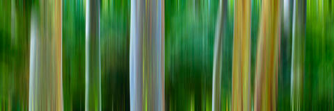 abstract panoramic image showcasing in camera movement of rainbow eucalyptus trees near Hana on the island of Maui 