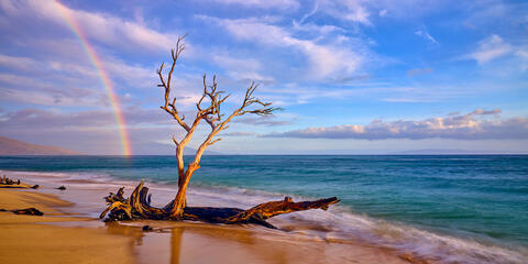 A rainbow at sunset in the background with a majestic keawe tree along the Maui coastline 