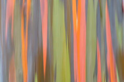 an abstract photographic image showcasing the bark of the rainbow eucalyptus tree combined with intentional camera movement to create this beautiful image