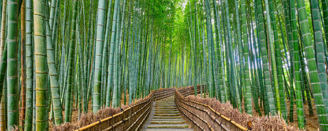 Stone path through Arashiyama’s lush bamboo forest in Kyoto, Japan, surrounded by towering green stalks and tranquil natural light.


