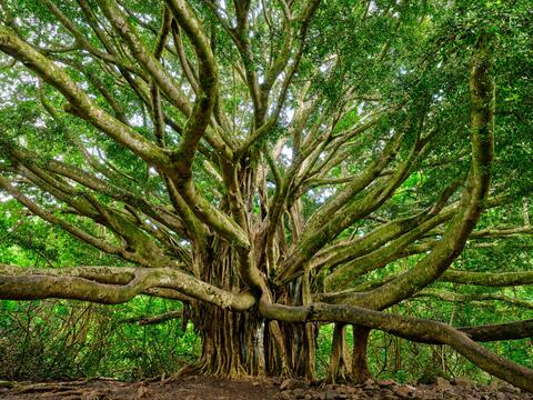 a photograph of a sprawling banyan tree along the pipiwai trail in Haleakala national park on the island of Maui.  FIne art by Andrew Shoemaker