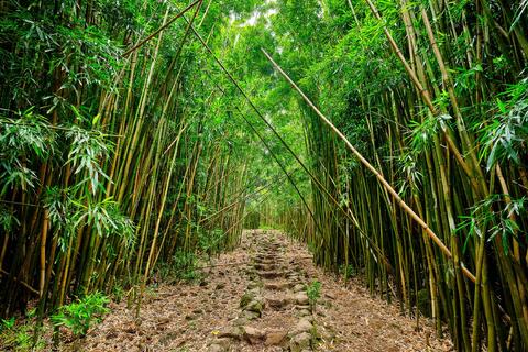 Towering bamboo stalks line a stone pathway through the lush bamboo forest along the Pipiwai Trail in Haleakalā National Park on Maui, Hawaii.