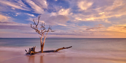 Fine art ocean photography print featuring driftwood on the shore of Maui, a serene coastal landscape with soft skies.