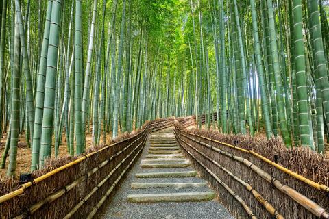 Stone steps lead through a lush bamboo forest in Japan, with towering green stalks creating a serene and immersive natural pathway.
