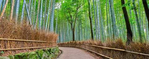 Tranquil Journey is a fine art photography by artist Andrew Shoemaker featuring a pathway through a bamboo forest in Arashiyama near Kyoto, Japan 