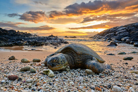 a Hawaiian sea turtle basks on a warm coral beach in Kihei, Hawaii