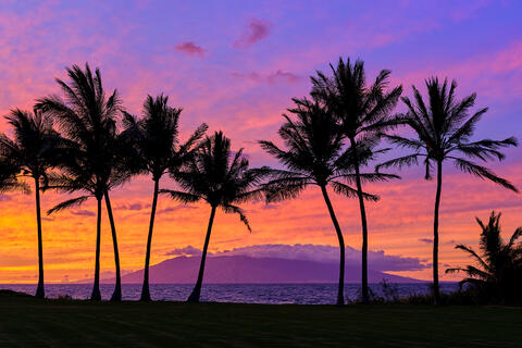 A vibrant South Maui sunset photographed from Makena with 8 coconut palm silhouettes in the foreground and west Maui in the background.  
