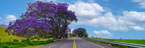 panoramic view of jacaranada trees along side of a two lane highway in upcountry on the Hawaiian island of Maui.  