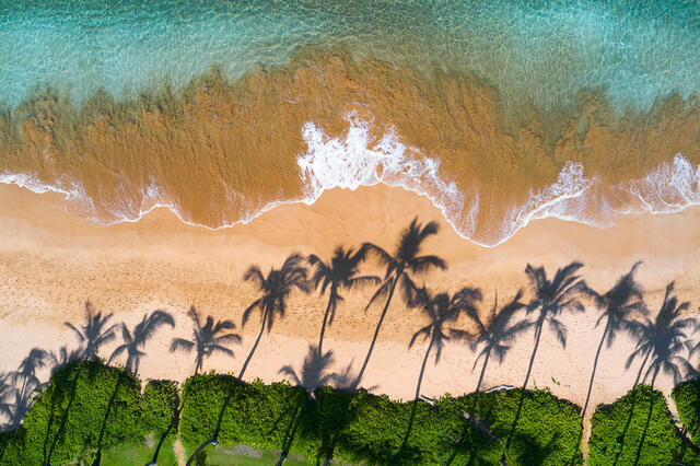 Palm tree shadows on the golden sand with stunning clear emerald colored water photographed from the air by Andrew Shoemaker