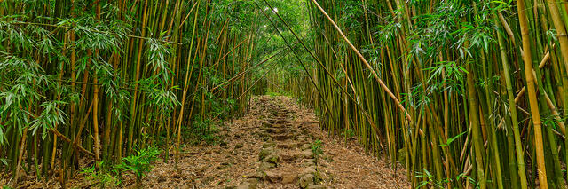 panorama of the bamboo forest path of the pipiwai trail in Haleakala National Park on the island of Maui.