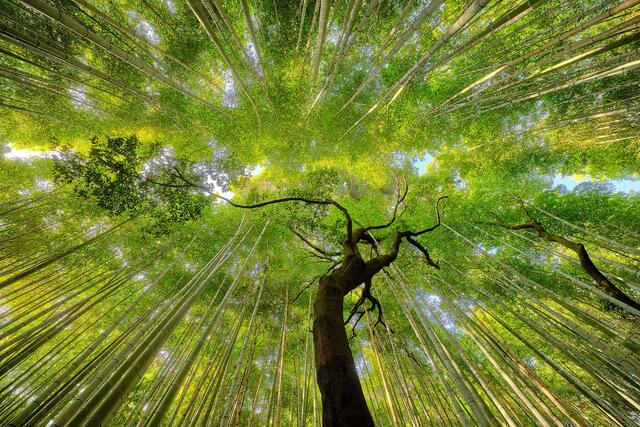 Fine Art Photography of Japan | Limited Edition Prints
