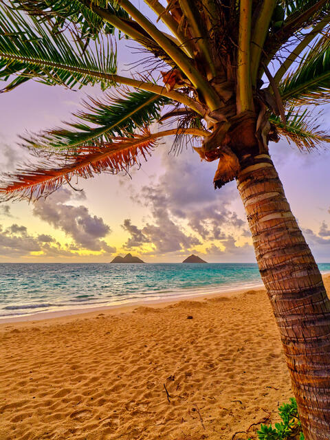 a beautiful sunrise at Lanikai Beach featuring a palm tree and the Mokolua islands out on the water,  Beach photography by Andrew Shoemaker
