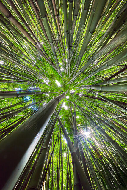 fun abstract image looking up towards the sun in the bamboo forest along the Pipiwai Trail near Hana, Maui in the state of Hawaii