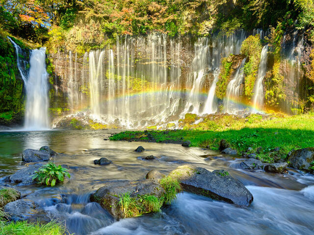 Shiraito Falls flowing heavily from the waters of Mount Fuji in Japan.  There is a rainbow appearing in the waterfall and fall colors surround this scene