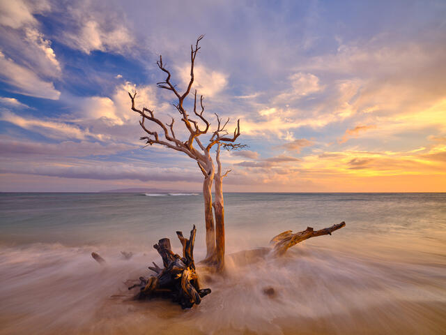 Catching Dreams is a beautiful sunset from Ukumehame beach in Olowalu Maui featuring a lone standing Keawe tree in the incoming waves at sunset.
