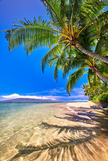 crystal clear water and beautiful coconut palms line the Lahaina coastline at Baby Beach on the island of Maui, Hawaii