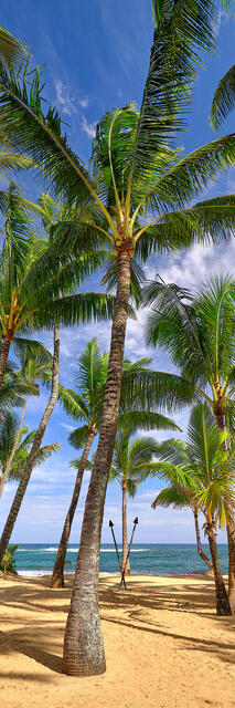 Coconut palm trees sway in the breeze at Kuau Cove behind Mama's Fish House on the island of Maui Hawaii.  Hawaii Fine Art Photography by Andrew Shoemaker