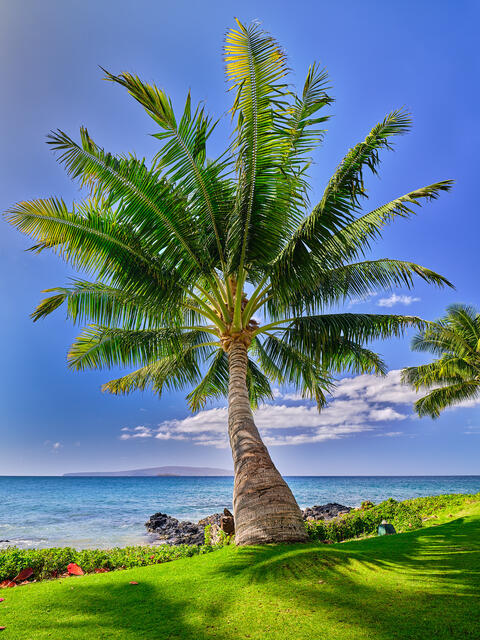 a perfect coconut palm tree extends out to the ocean near Wailea Beach on the island of Maui, Hawaii