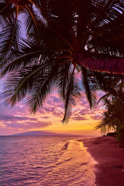 A very classic sunset scene at Baby Beach in Lahaina, Maui with the island of Lanai in the background and a coconut palm reaching out over the ocean
