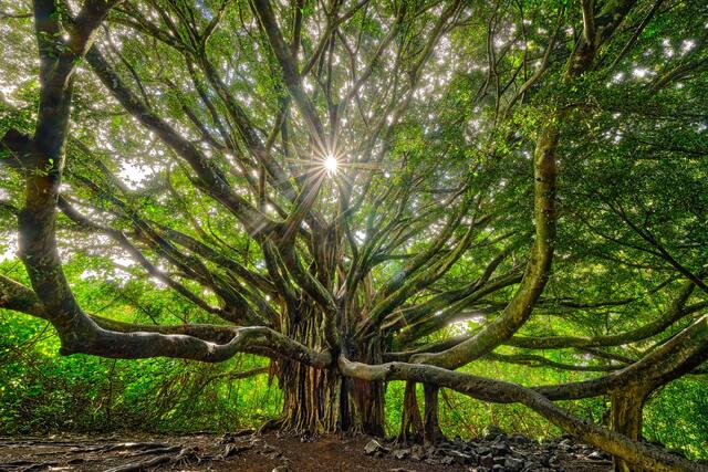 Ultimate Maui Travel Guide