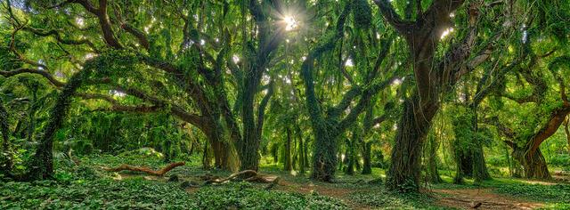 panoramic view of the enchanted forest at Honolua Bay on the island of Maui displays a lush green setting