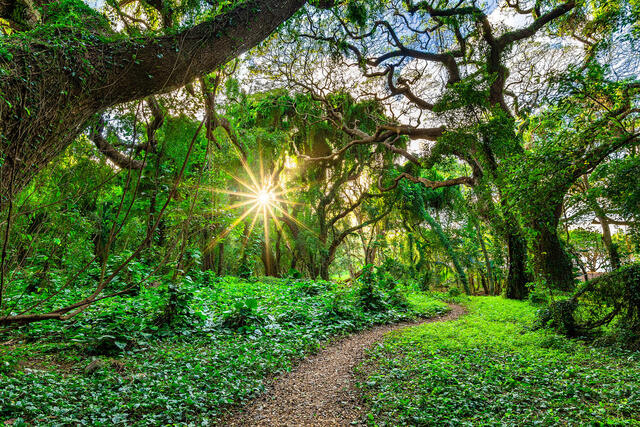 Why Earth Day in Hawaii Hits A Little Different