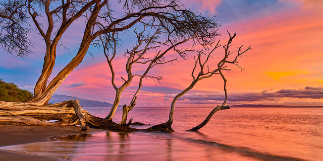 keawe tree along the coastline of Olowalu at sunset